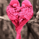 pink-bird-30