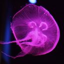 pink-jellyfish-mewmew