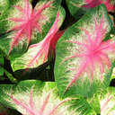 pink-variegated
