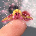 pinkish-moth