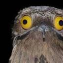potoo-swaggers