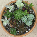 pots-and-plants