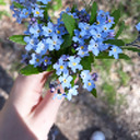 pretty-blue-flower