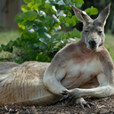professional-kangaroo