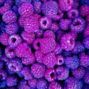 purple-raspberry