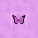 purplebutter-fly