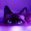 purplejeanny
