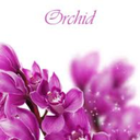 purpleorchidevents
