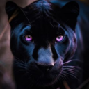 purplephpanther