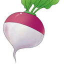 quantum-turnip