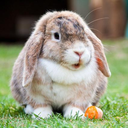 rabbitplay11-blog