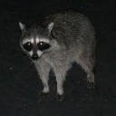 raccoonindabin avatar