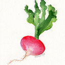 radishsprout