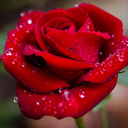 raindrops-on-roses142