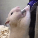 ramen-hamster