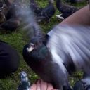 rand0m-pigeon