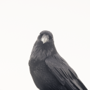 raven-photos