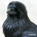 ravenryblack