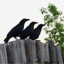 ravens-write-this-way