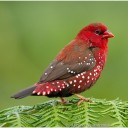 ready-red-birds