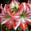 red-and-white-lilies