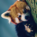 red-panda-monium