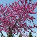 redbud-tree