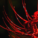 redlilyspider
