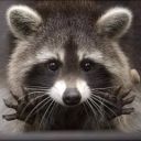 rita-the-raccoon