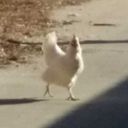 road-chicken