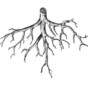 rootcontortions