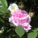 rosegardeningrazaustria