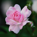 rosegardenwitch