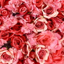 rosepetalweddings