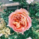 roses-flower