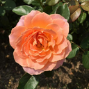 rosescanonlybedrawn