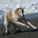 running-dog