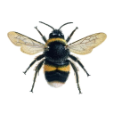 saint-ambroses-bees