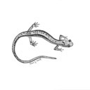 salamanderergfanfictions