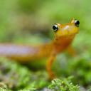 salamanderpthings