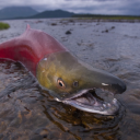 salmon-in-the-river