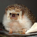 sarcastic-hedgehog
