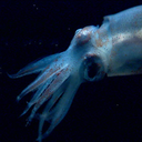 saturn-space-squid