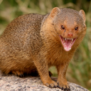 screaming-mongoose