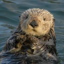 sea-otter148