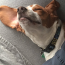seamus-finnigan-the-beagle