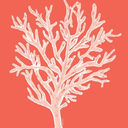 seaweed-and-jellyfish avatar