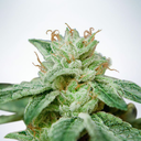 semi-di-cannabis-blog1