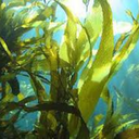 send--kelp