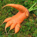sentient-carrot